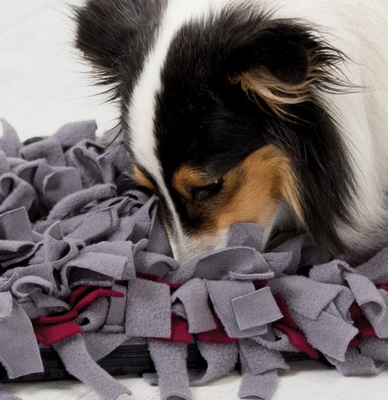 Tasskungen TRIXIE Dog Activity "Sniffing Carpet", Nivå 1, 50 × 34 cm