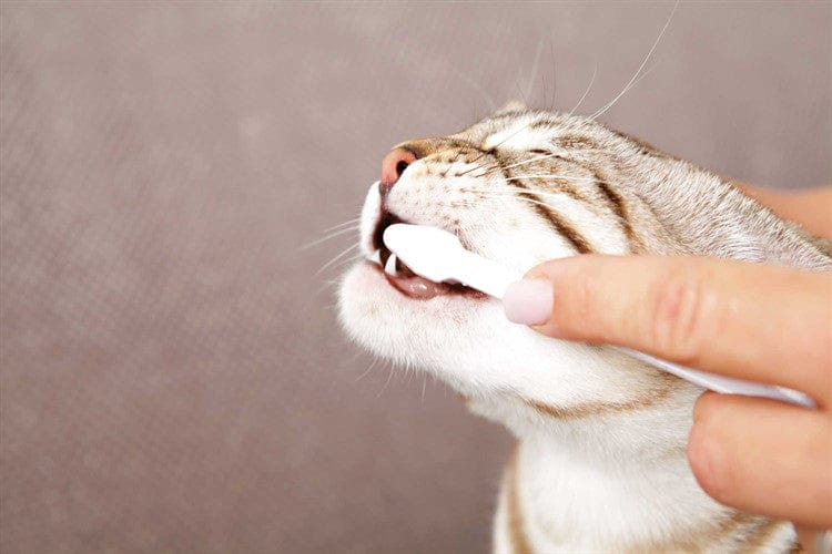 Tasskungen TRIXIE Tandvårdsset katt m tandkräm, 2 tandborstar